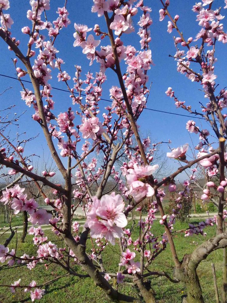 IMG dfb14f696b3ea09c7cbc708cdfa8d49d V